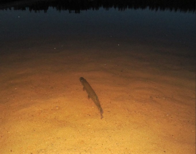 uimarantaoperaatio ---- 200 ----.jpg