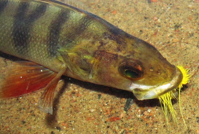 uimarantaoperaatio ---- 600 ----.jpg