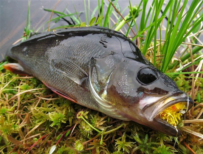 D x 2 ---- 30 ----.jpg