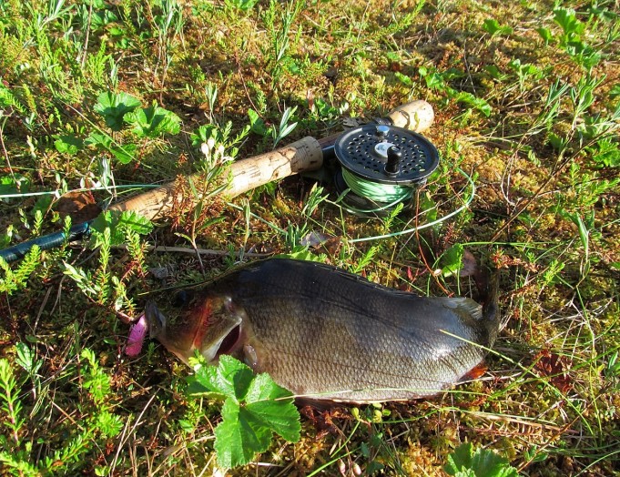 Bass Fly ---- 10 ----.jpg