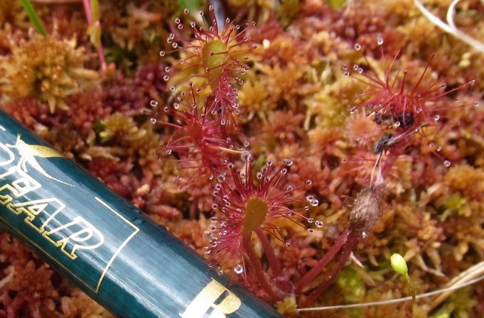 Bass Fly ---- 60 ----.jpg