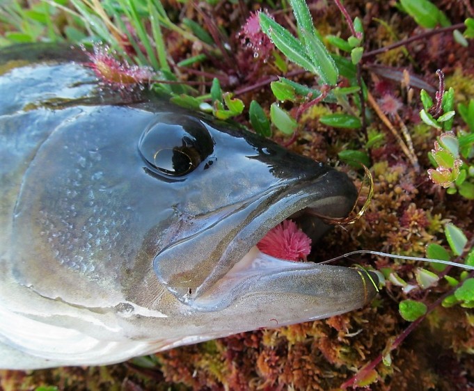 Dam x 2 ---- 20 ----.jpg