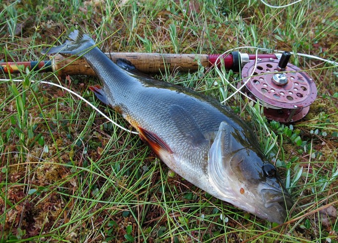 Dam x 2 ---- 30 ----.jpg