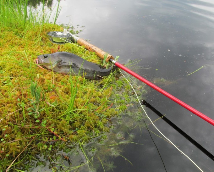 Flexfly ---- 10 ----.jpg