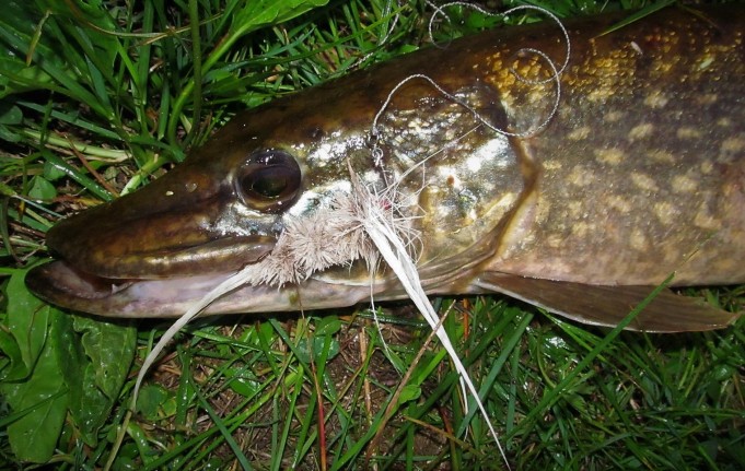 Pintiskierros ---- 90 ----.jpg