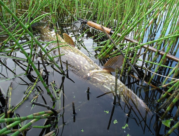 Bartleet  1 ----.jpg