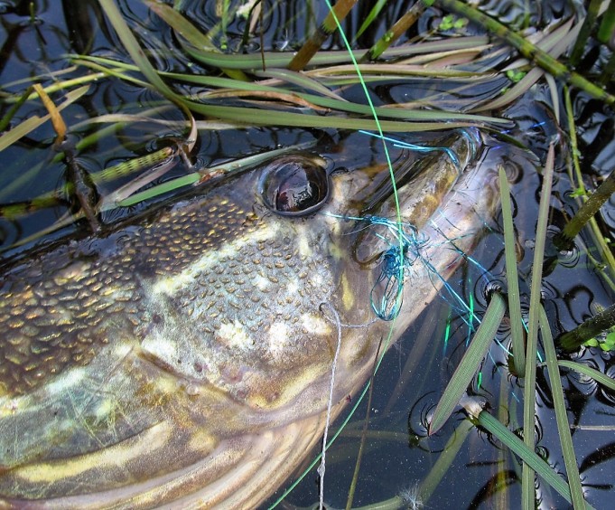 Bartleet  3 ----.jpg