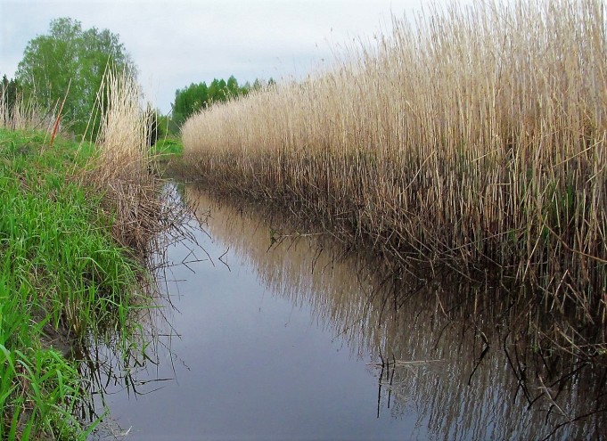 Jasu ---- 100 ----.jpg