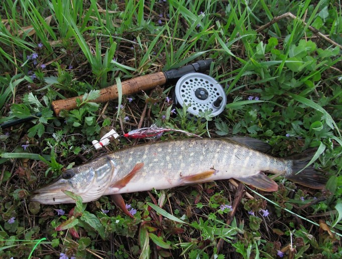 Jasu ---- 400 ----.jpg