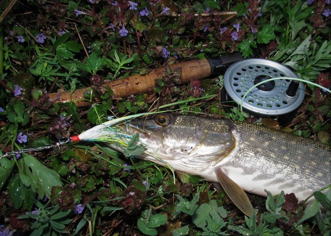 Jasu ---- 600 ----.jpg