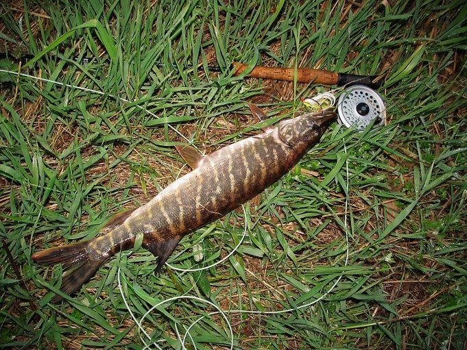 Jasu ---- 900 ----.jpg