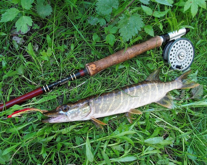 Tandem .... 200 .....jpg