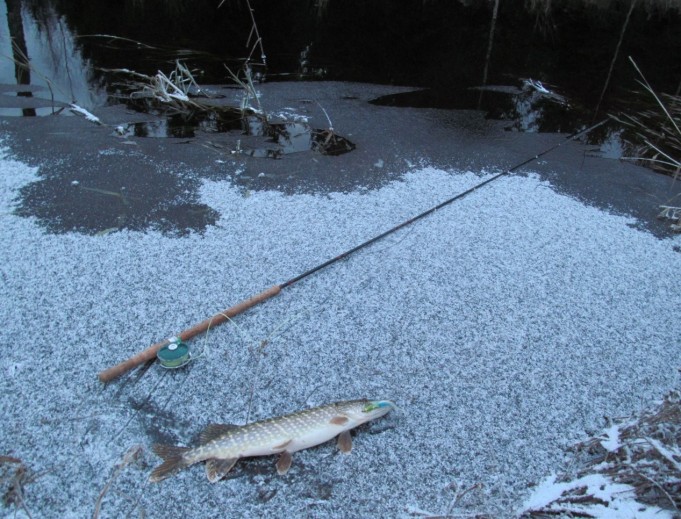 Arnold ---- 1 ----.jpg