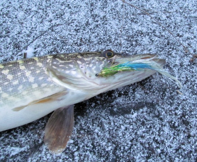 Arnold ---- 2 ----.jpg