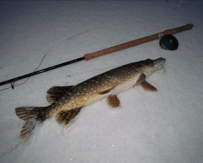 Arnold ---- 3 ----.jpg