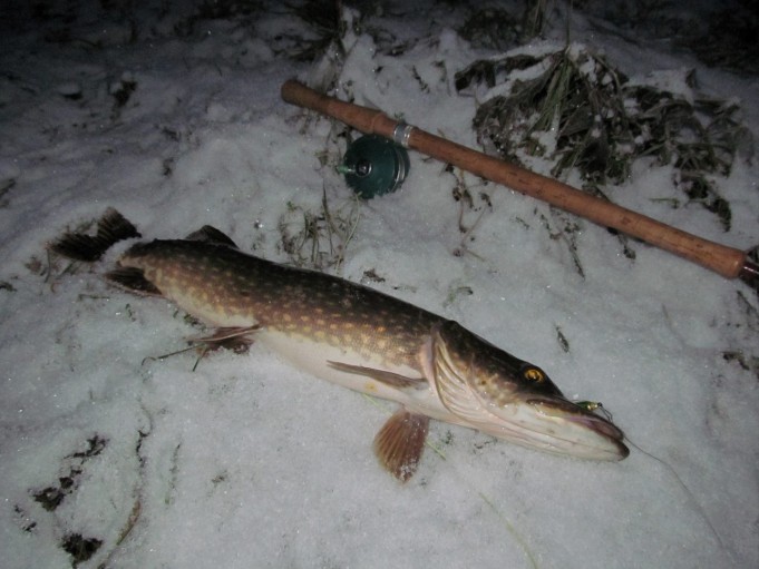 Arnold ---- 4 ----.jpg