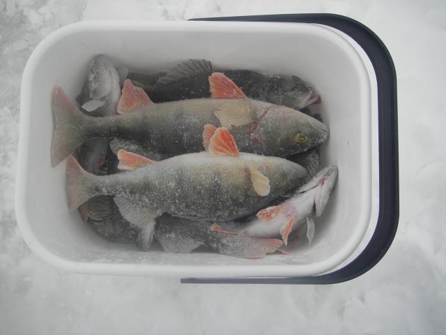 imgp0928_1 roska-astia.jpg