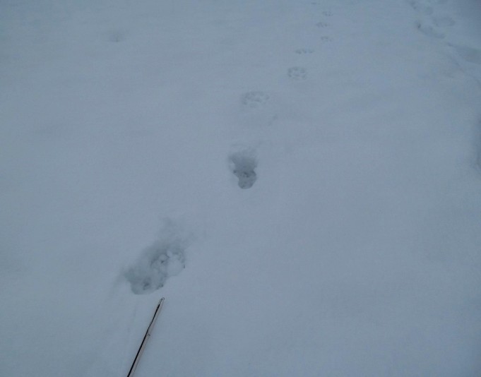 Lunta ja jäätä ---- 2 ----.jpg