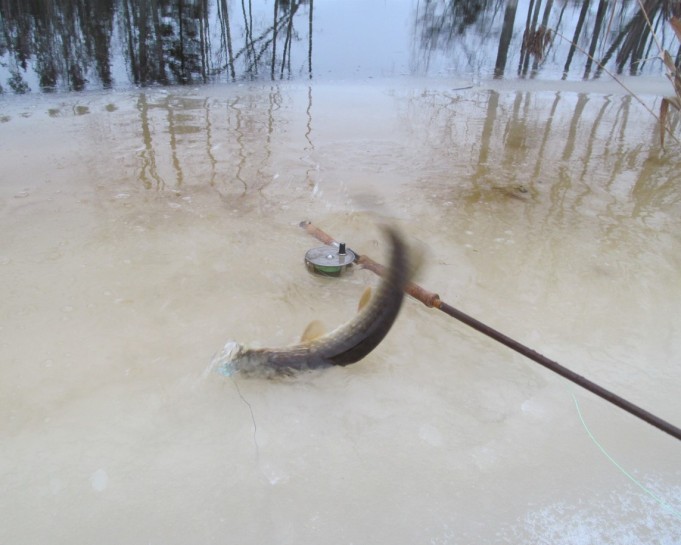 Hauki ja Sammakko ---- 1----.jpg