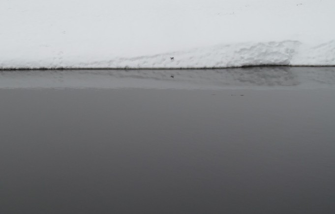 Hauki ja Sammakko ---- 4----.jpg