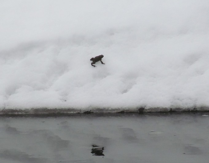 Hauki ja Sammakko ---- 3----.jpg