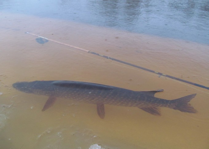 Hardy Salmon ---- 1 ----.jpg