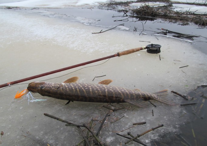 Feralite ---- 1 ----.jpg