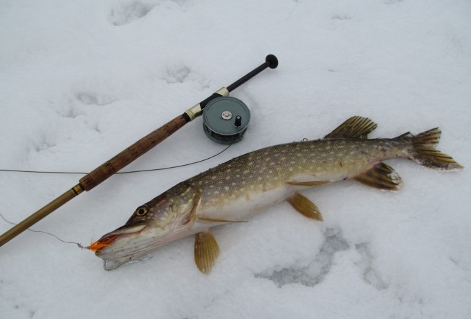 Lapplandia ---- 1 -----.jpg