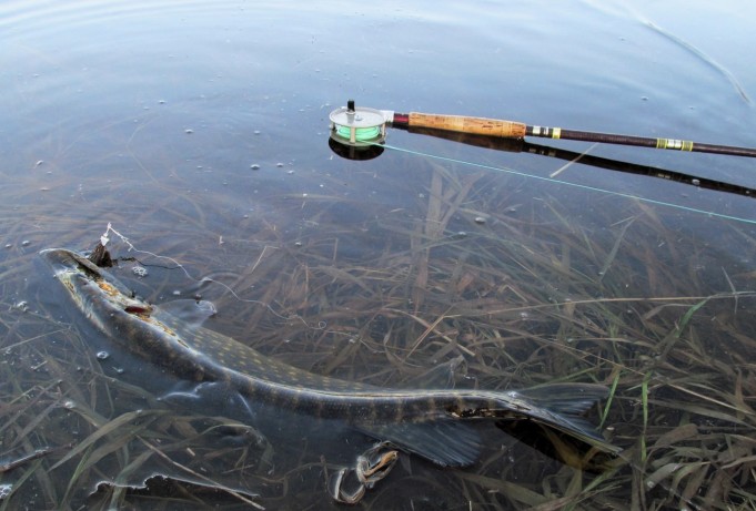 WR Tjöstheim ---- 2 ----.jpg