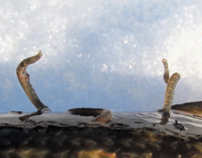 Cardinal --- 2 ----.jpg