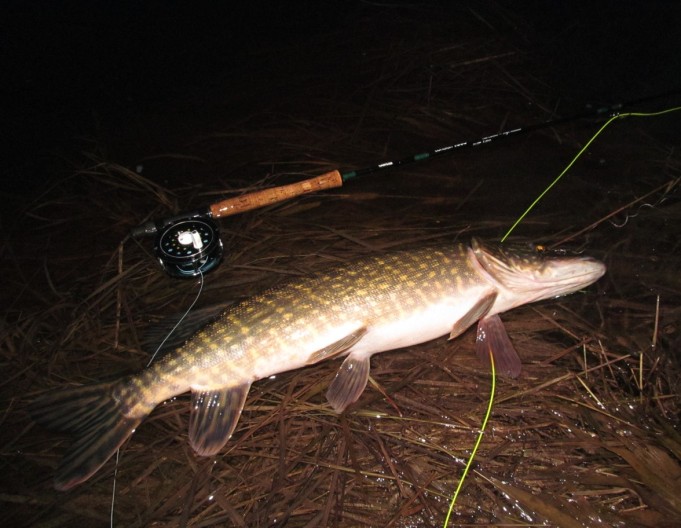 Conolon ---- 6 ----.jpg