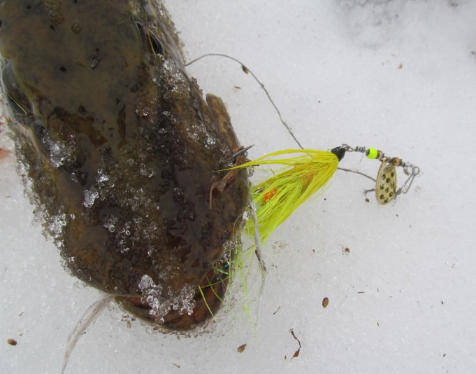 Hardy ---- 2 ---- .jpg