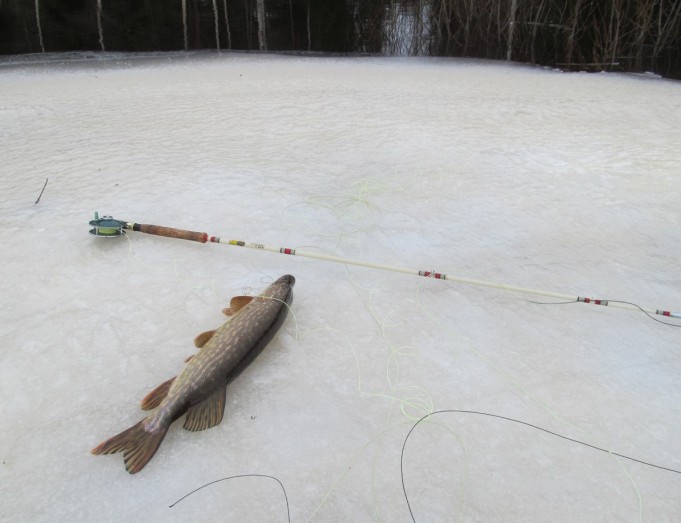 Wonderod - Favorite ---- 1 ----.jpg