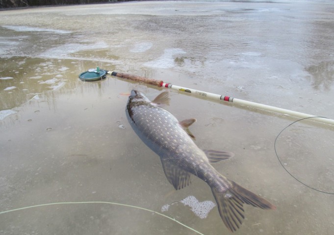 Wonderod - Favorite ---- 4 ----.jpg