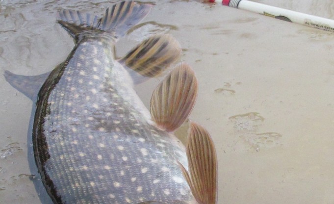 Wonderod - Favorite ---- 6 ----.jpg