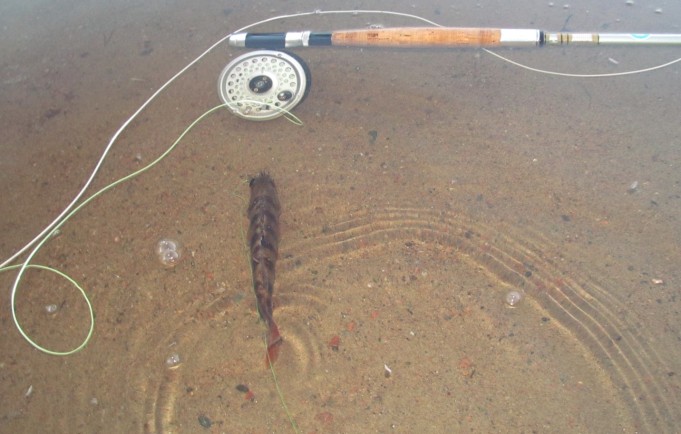 uimarannalla ---- 1 ----.jpg