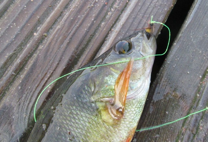 piitsillä aamulla .... 6 .....jpg