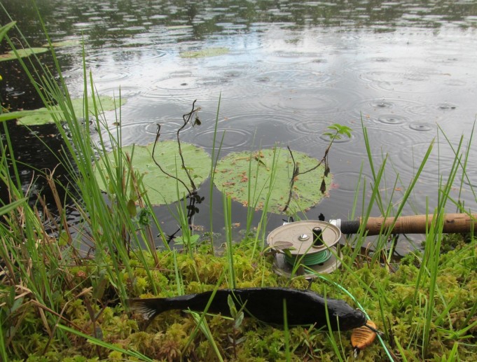 suukeltaja ---- 1 ----.jpg