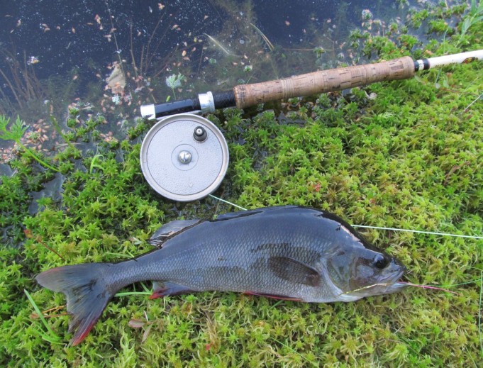 suukeltaja ---- 3 ----.jpg