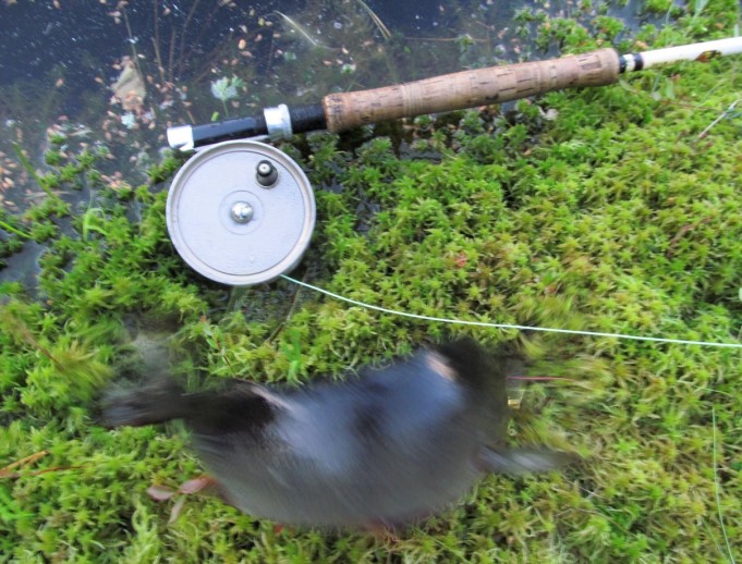 suukeltaja ---- 4 ----.jpg