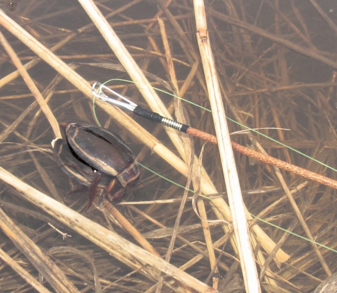 jättisukseltaja ---- 1 ----.jpg