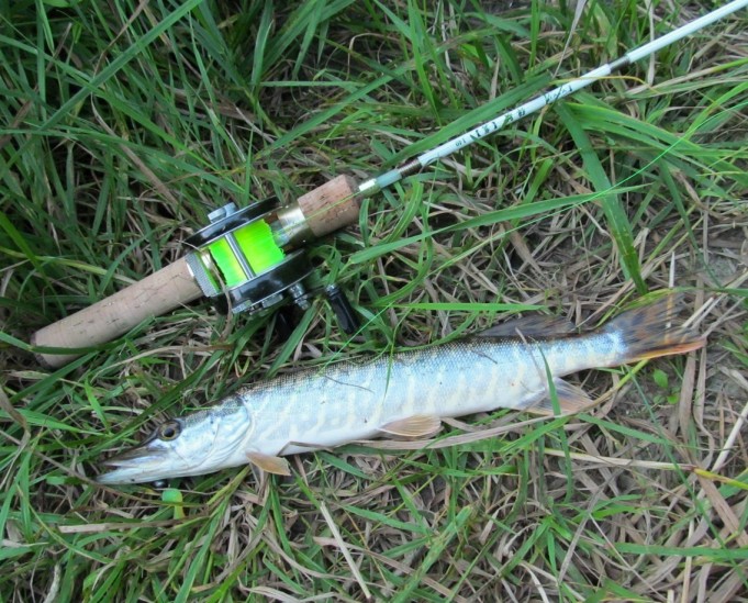 Temu ---- 1 ----.jpg