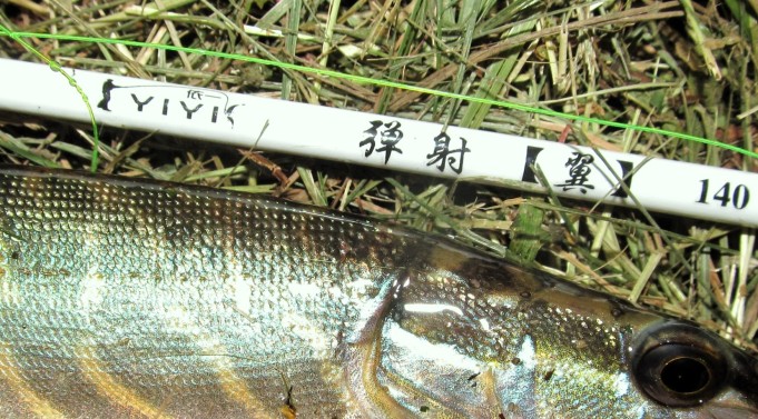 Temu ---- 7 ----.jpg