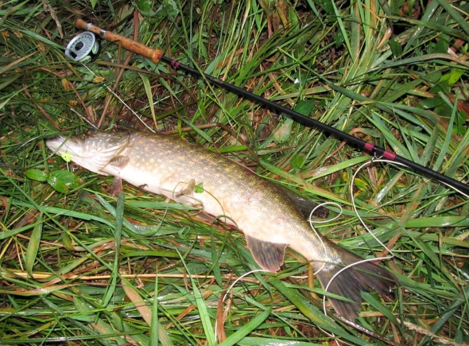 Temu popperi ---- 2 ----.jpg