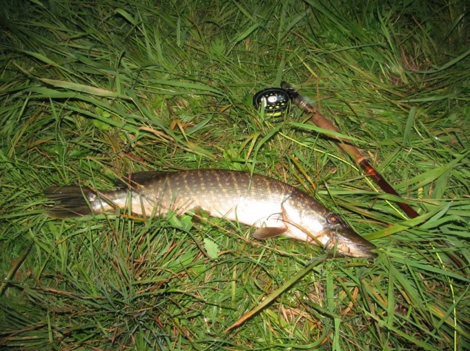 Feralite .... 1 .....jpg