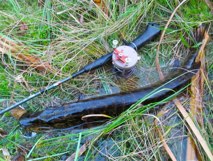 ABU 3000 ---- 4 ----.jpg