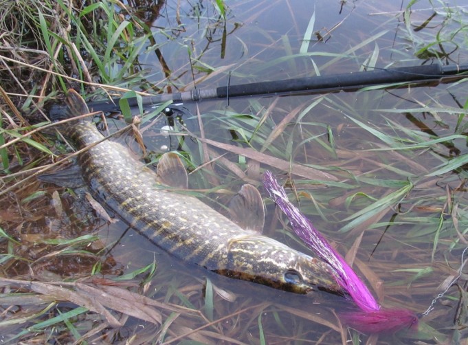 kolkyt senttiä ---- 1 ----.jpg