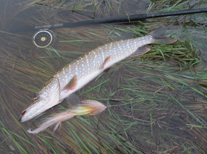 tupla ---- 1 ----.jpg