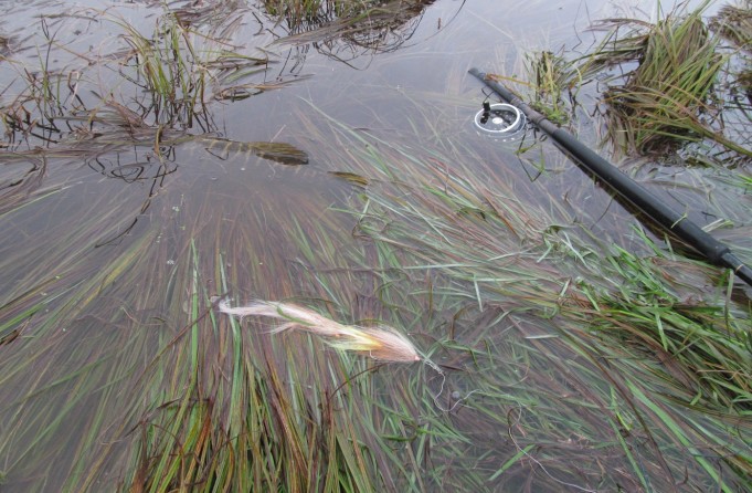 tupla ---- 2 ----.jpg