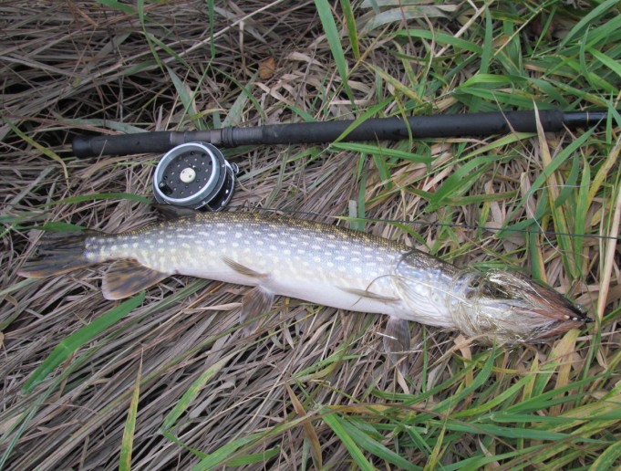 nelkyt senttiä ---- 4 ----.jpg